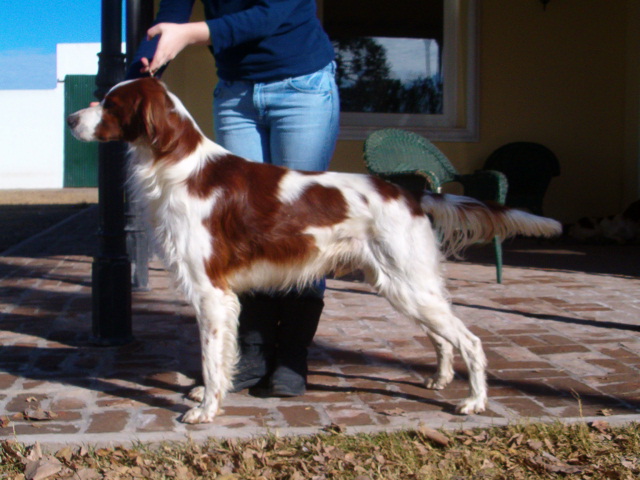 Oisin